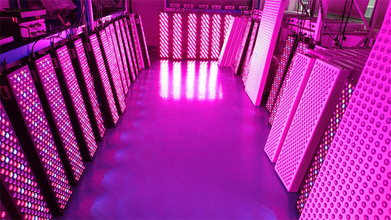Yüksek Güçlü 1000W Tam Vücut Kırmızı Işık Terapi Paneli, 50Hz-60Hz Frekans Aralığı ve 60° Işın Açısı