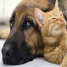 600W Ev Ues Yakın Kızılötesi LED Işık Terapi Cihazı Alüminyum Alaşımlı 4